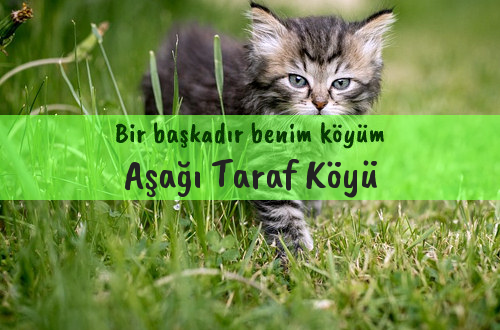 Aşağı Taraf Köyü